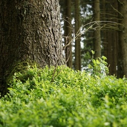 Natur
