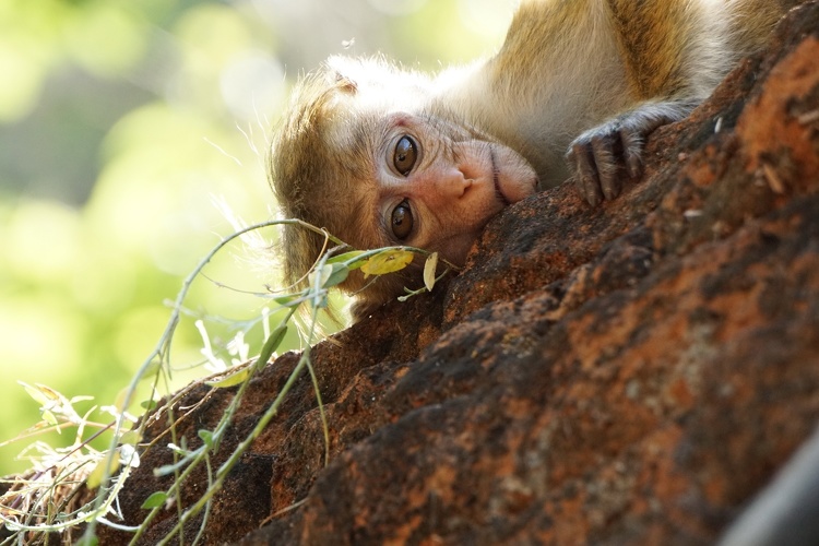 srilanka_2018-09-08 06-18-54.JPG