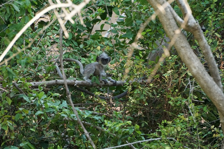srilanka_2018-09-08 13-01-21.JPG