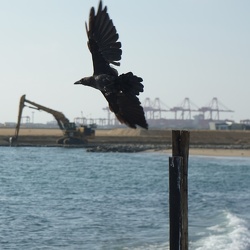 Colombo Terraforming