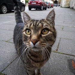 Straßenkatze